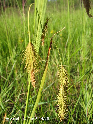 Carex paleacea